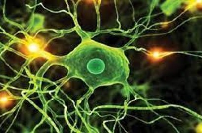أول نسيج عصبي مطبوع ثلاثي الأبعاد في العالم ينمو ويعمل مثل الدماغ البشري